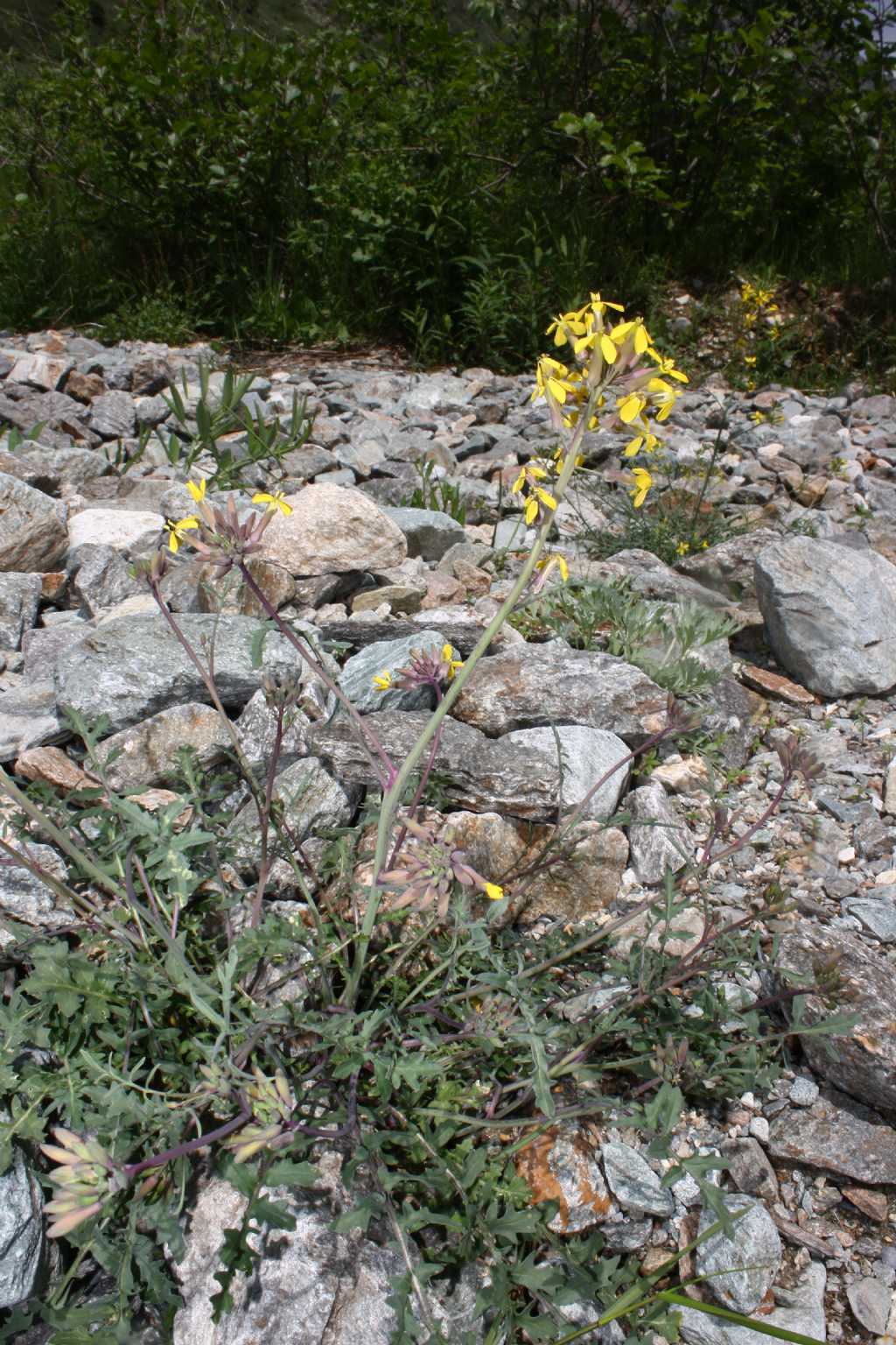 Coincya monensis subsp. cheiranthos / Senape violaciocca